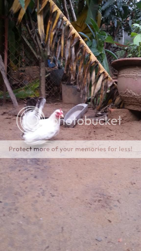 Bán cặp gà tre Thái Nhạn bỗn đức - 1