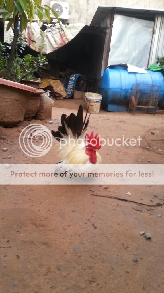 Bán cặp gà tre Thái Nhạn bỗn đức