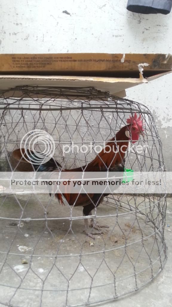 Bán gà tre zin tới nái đá liền - 1