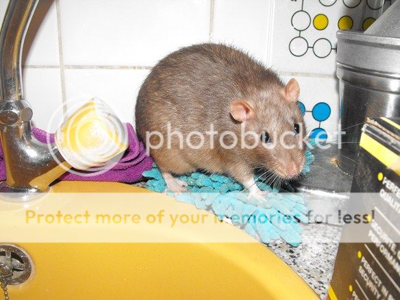 photo ratten26aug2012002klein.jpg