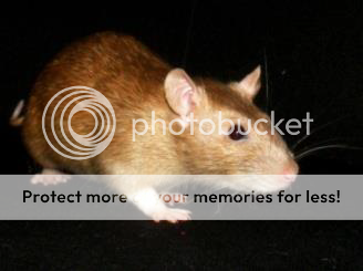 photo SaatjesBizzyBeeDDGESFZS.png