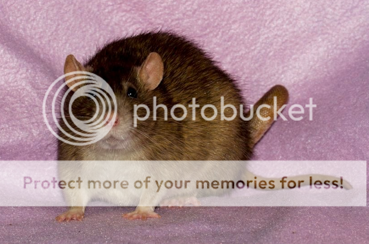 photo BrooklynDFDD35.png