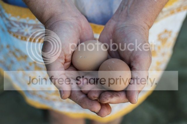  photo eggs_zps522153ad.jpg